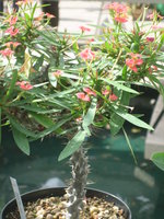 vignette euphorbia milii angustifolia