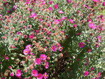 vignette massif d'asters