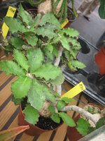 vignette Euphorbia decaryi ?