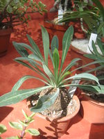 vignette Euphorbia bupleurifolia