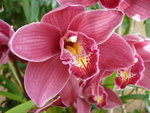 vignette Orchidée Cymbidium rose