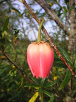 vignette Crinodendron hookerianum 'Ada Hoffman'