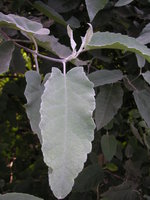 vignette Buddleja crispa