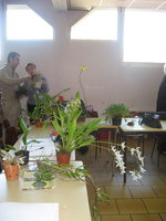 vignette mon club orchidophile de st saulve (59)