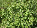 vignette Eucryphia glutinosa