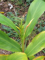 vignette Hedychium spicatum birmanie