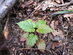 vignette Rubus assamensis CHBO7.CH112 +
