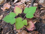 vignette Rubus rufus CHBO7.CH149