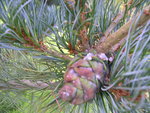 vignette Pinus glauca