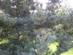 vignette Pinus glauca