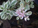 vignette Phedimus spurius variegata fleurs