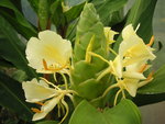 vignette Hedychium maximum - Gingembre d'ornement