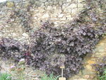 vignette Vitis vinifera 'Purpurea' - Vigne rouge