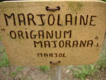 vignette Origanum majorana - Marjolaine