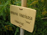 vignette Amorpha fruticosa
