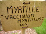 vignette Vaccinium myrtillus - Myrtille