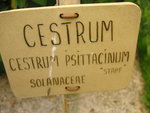 vignette Cestrum psittacinum
