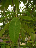vignette Magnolia officinalis