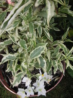 vignette Solanum jasminoides 'Variegata'