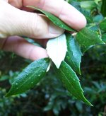 vignette Atherosperma moschatum   / Atherospermataceae   / Tasmanie