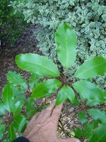 vignette Pseudopanax arboreus / Araliaceae / Nouvelle-Zélande