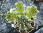 vignette gymnocalycium  fleurs vertes