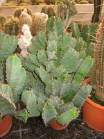 vignette Euphorbia resinifera ?