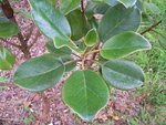 vignette Brachyglottis rotundifolia   / Astéracées   / Nouvelle-Zélande,Tasmanie
