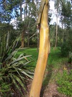 vignette Eucalyptus parvifolia