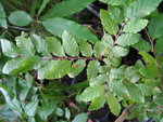 vignette Nothofagus obliqua sp CM