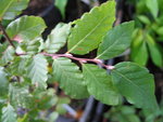 vignette Nothofagus obliqua sp CM