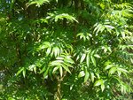 vignette Sorbus randaiensis   / Rosacées   / Tibet,Yunnan,Myanmar
