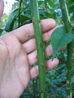 vignette Zanthoxylum oxyphyllum / Rutaceae / Himalaya