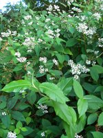 vignette Persicaria rumicifolia   / Polygonacées   / Népal