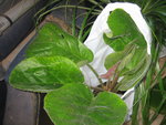 vignette bergenia ciliata (à feuilles poilues)