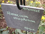 vignette Hieracium eriophorum