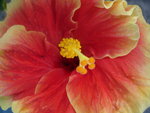 vignette Hibiscus rouge bord de jaune