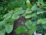 vignette Nothofagus macrocarpa