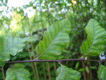 vignette Nothofagus macrocarpa