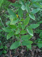 vignette Nothofagus alpina