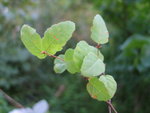 vignette Nothofagus glauca