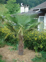 vignette Trachycarpus fortunei