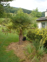 vignette Trachycarpus  & Sabal