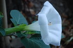 vignette Datura...