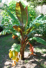 vignette Ensete ventricosum maurellii-Musacees