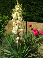 vignette Fleur yuccas gloriosa