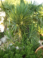 vignette yucca aloifolia