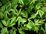 vignette Passiflora antioquiensis = Passiflora van-volxemi =Tacsonia van-volxemi - Passiflore rouge