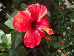 vignette Hibiscus