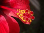 vignette Hibiscus